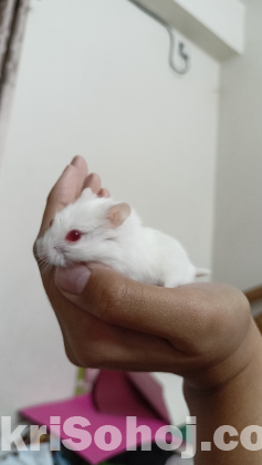 Dwarf Hamsterb(Albino)